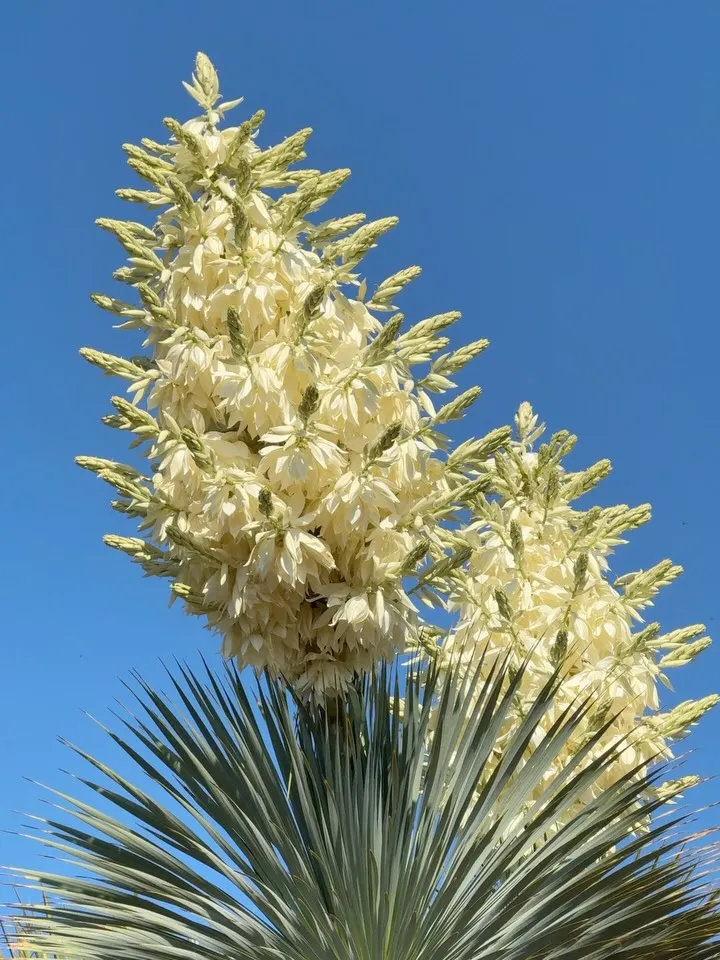 Botanicactus