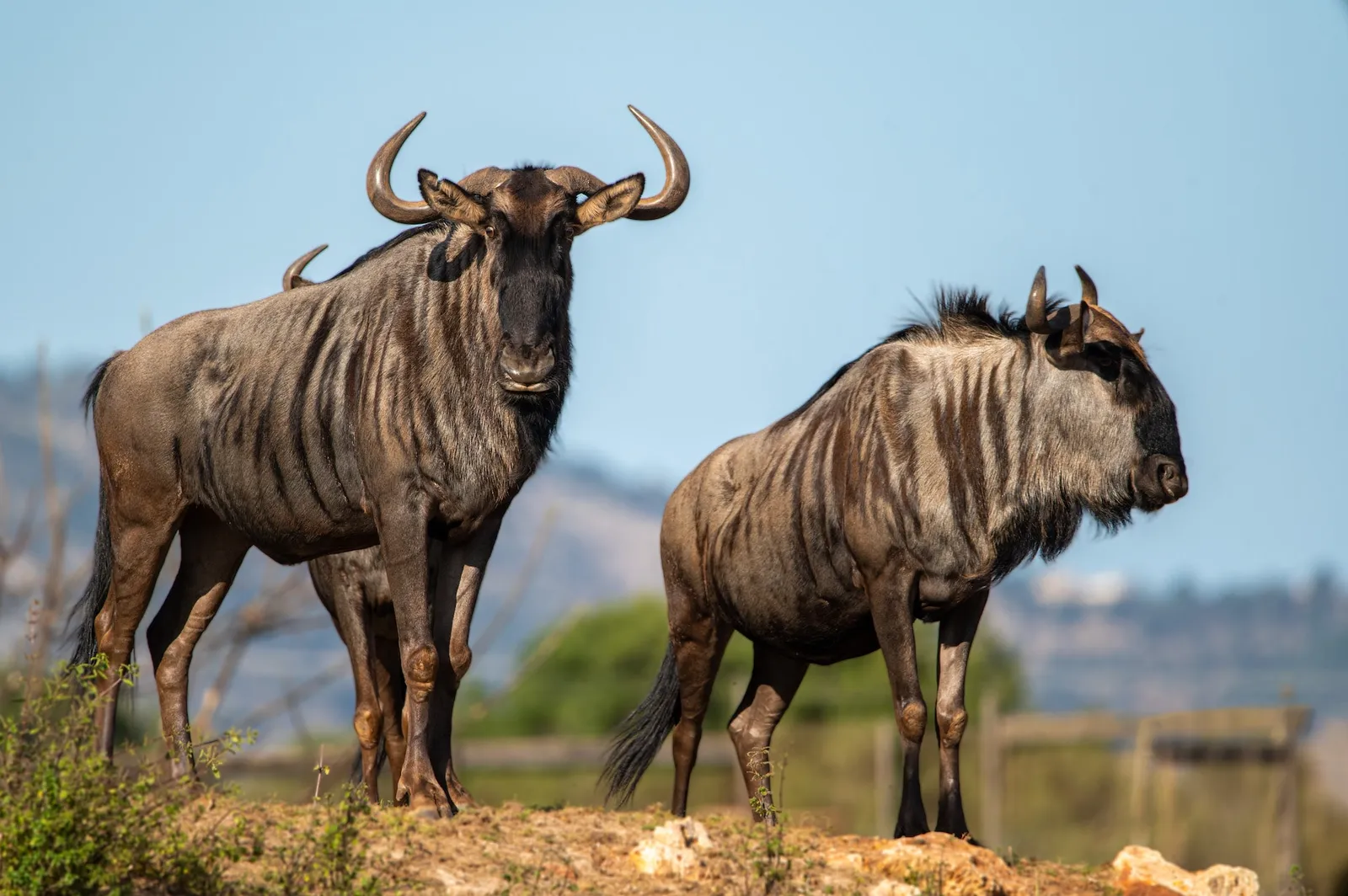 Safari Mallorca