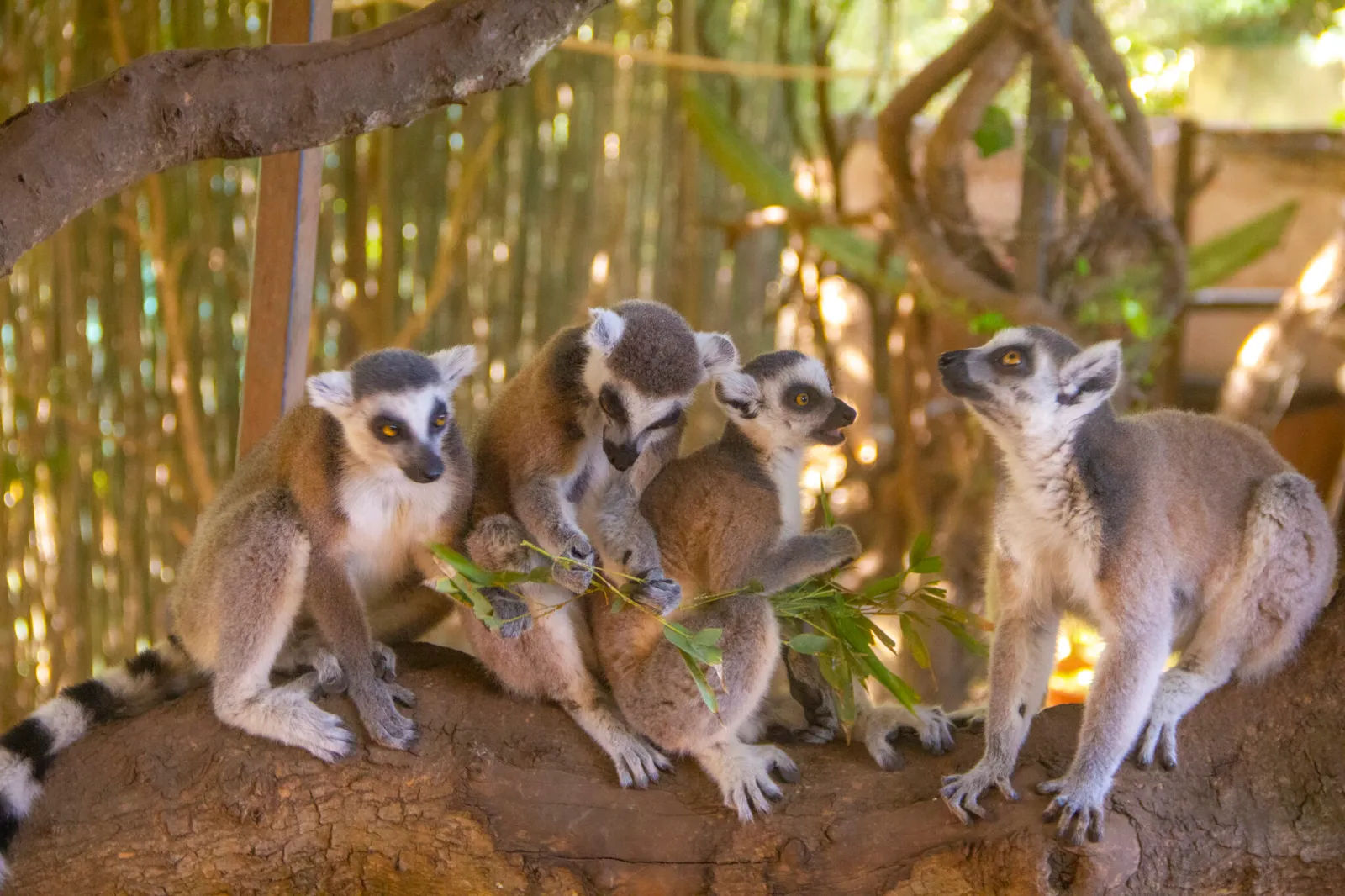 Natura Parc