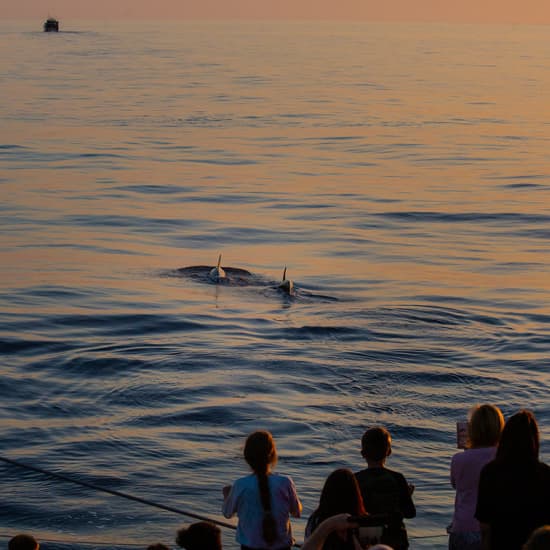 Dolphin Watching in Mallorca with Click Mallorca