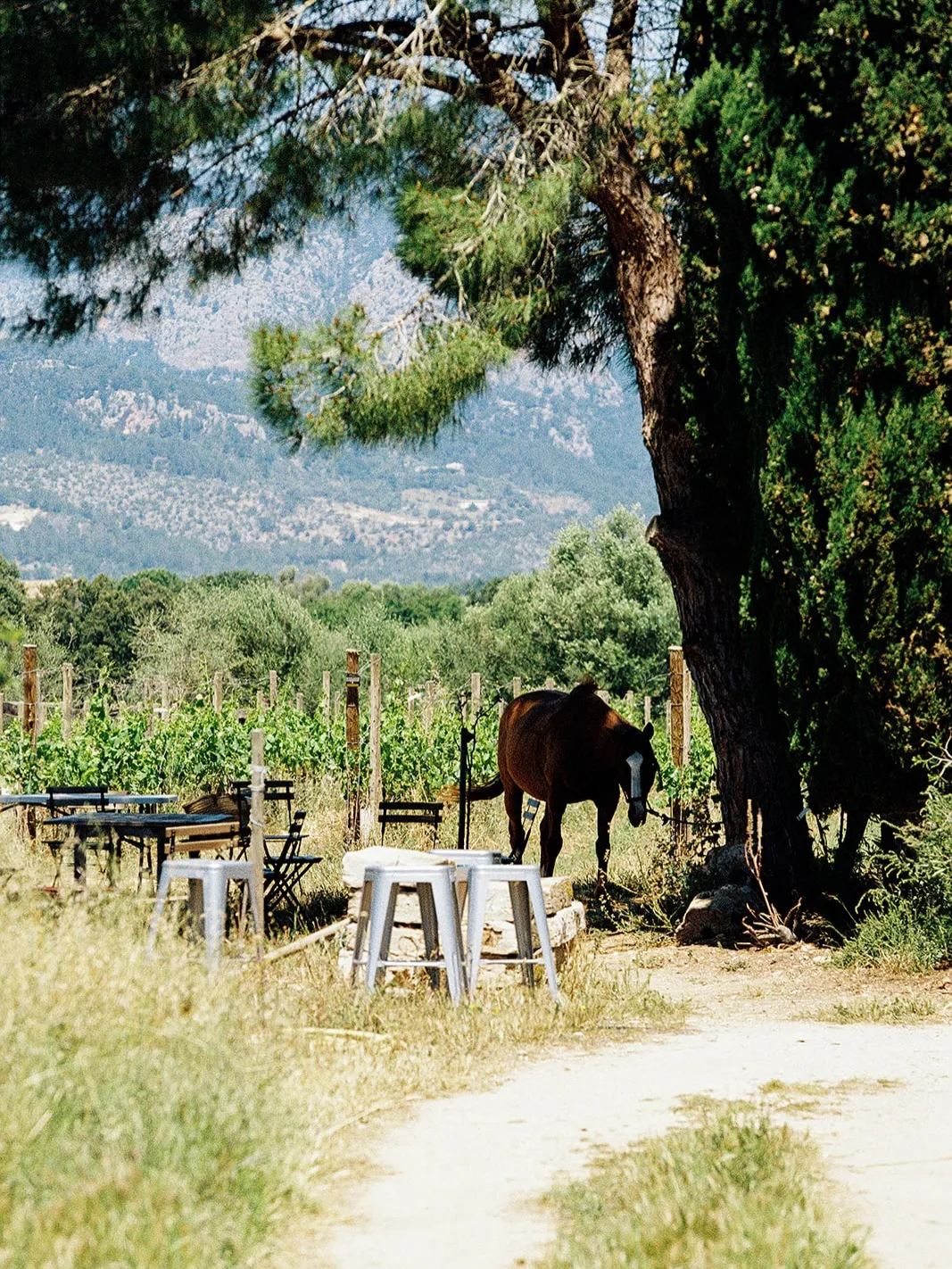 Paseo por la finca los viernes y cata de Amargéro en Can Cavall Blau