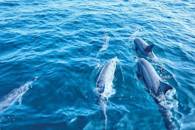 Dolphin Watching Glass-Bottom Boat Tour from Paguera