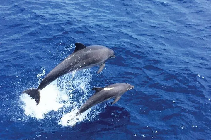 Dolphin Watching in Mallorca (Paguera)