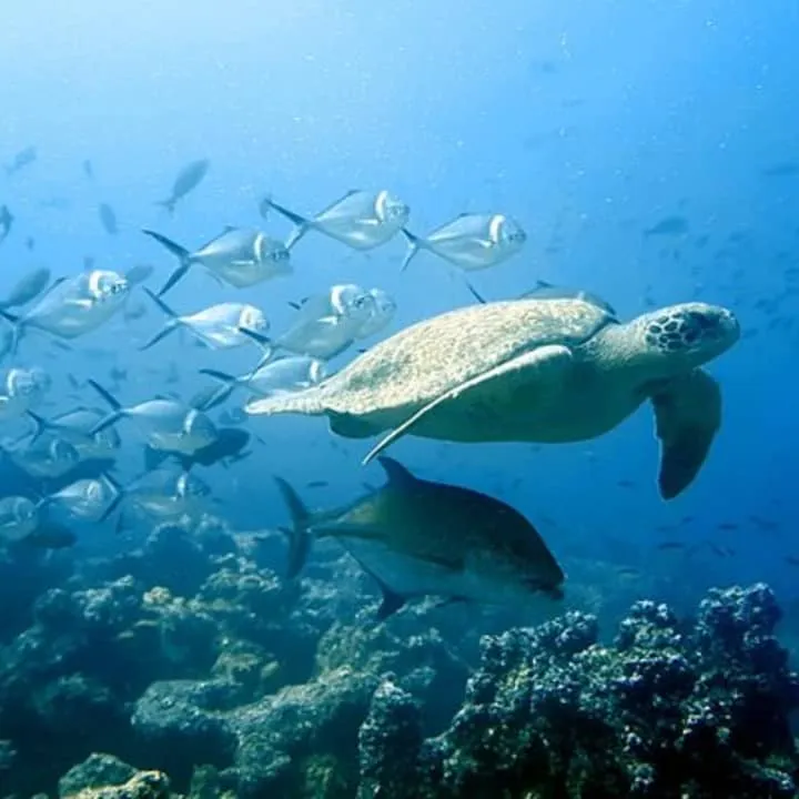 Full Day Pinzon Island Snorkeling & Fishing Tour
