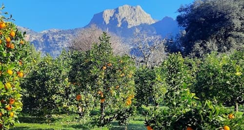 Mallorca: Valle de los Naranjos and Valldemossa Guided Tour with Transfers