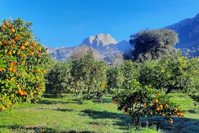 Orange Valley & Valldemossa Guided Tour with Transfers