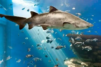 Palma Aquarium: Entry Ticket + Transfer from North
