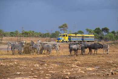 Safari Mallorca: Entry Ticket + Train Ride