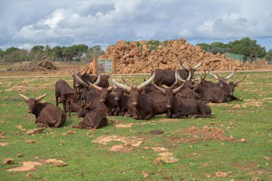 Safari Mallorca: Entry with Own Vehicle